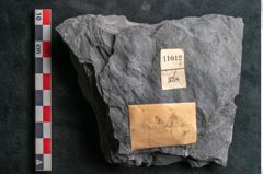 Foto (Detailansicht) von Annularia minuta Brongniart (NHMW-GEO-2024-0188-11012)